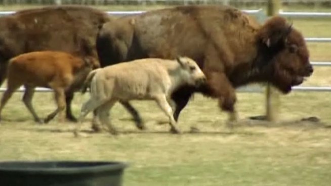 The Lakota tribe said there are still no arrests and no suspects in the case of the slaughtered sacred white calf known as Lightning Medicine Cloud, but they hope a grand jury will take up the case.