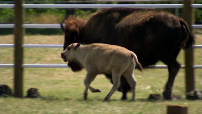 The owners of Lightning Medicine Cloud, a rare white buffalo, now say they are suspects in the killing and skinning of the calf.