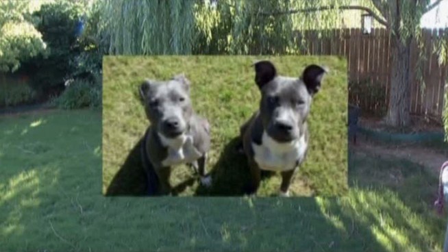 A Fort Worth woman whose dogs were seized by the city as dangerous animals agrees to restrictions such as keeping the animals on a leash, keeping them inside and getting muzzles.