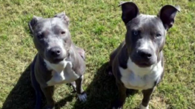 A North Fort Worth woman whose dogs were seized by the city says they are not dangerous and that her neighbors are targeting her because she is Muslim. Her neighbors say the dogs are aggressive and have gotten out several times.