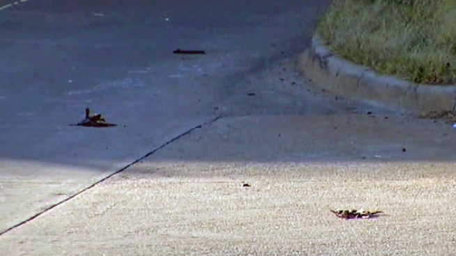 NBC 5 viewer alerts us to dozens of birds killed at a busy Collin County interchange.