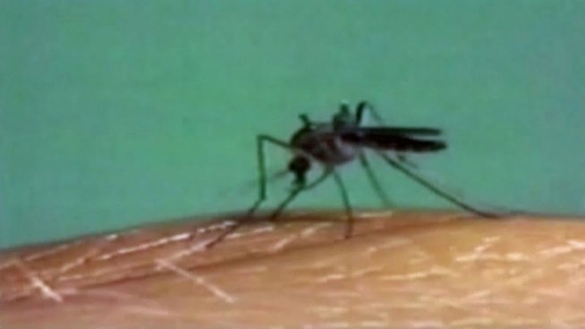 Mosquito traps on Texas Street in Denton tested positive for the West Nile Virus, it's the second positive sample in the city.