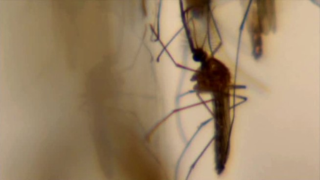 The plan for fighting West Nile virus in Sacramento, Calif., could offer lessons for Dallas and Dallas County.
