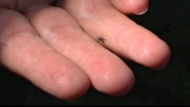 Experts say that even a freeze won't stop mosquitoes from biting back -- and spreading West Nile virus.