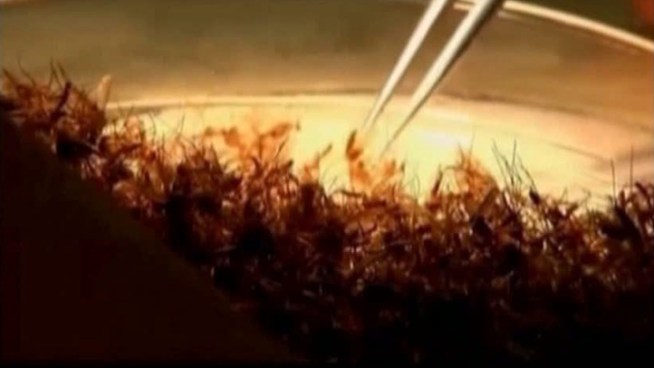 An infectious disease specialist at Baylor Dallas says there are two types of West Nile virus that people should know about -- West Nile fever and a more serious infection that is neuroinvasive.