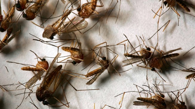 A group of doctors is recommending Dallas County fight West Nile virus with aerial spraying for mosquitoes.