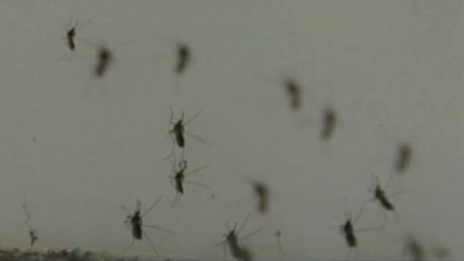 Dallas County's 109 serious cases of West Nile virus is the worst outbreak of the virus in county history.