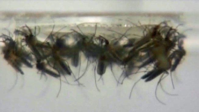 Denton is at its highest alert level for mosquitoes, after a human outbreak of the West Nile Virus.