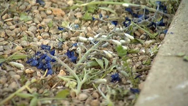 The decision by a cemetery in Decatur to mow bluebonnets is causing a stir.