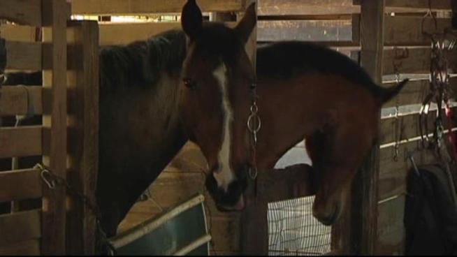 Equine thermography is the latest way to pinpoint pain and improve horse health.