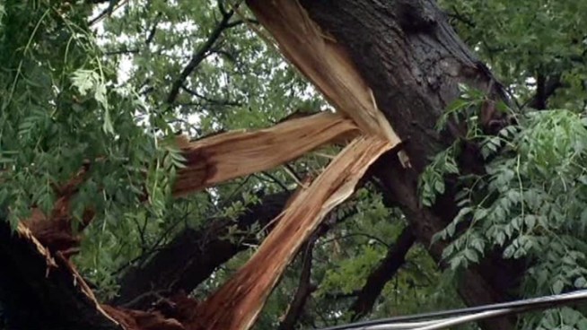 A tree fell on power lines behind a Fort Worth woman's house only a week after Oncor told her the tree posed no threat to the lines.