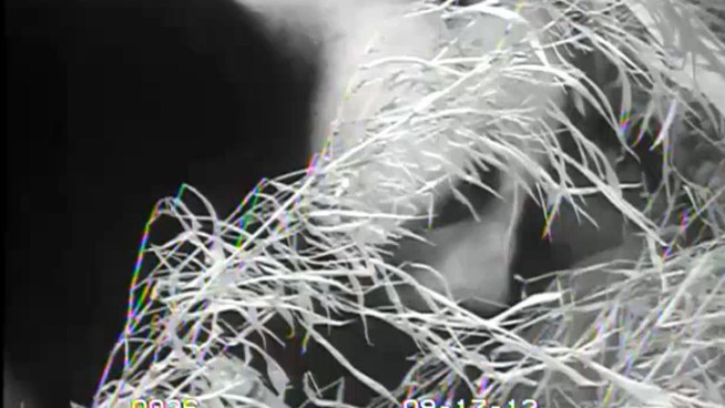Smithsonian's National Zoo staff and Panda Cam watchers have gotten glimpses of female giant panda Mei Xiang's cub. In this video, Mei Xiang very gently and dexterously positions her cub using her mouth, so she is able to nurse and groom it.