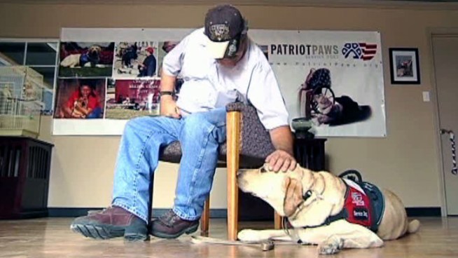 Patriot Paws helps disabled and injured veterans find canine companions to help them through life.