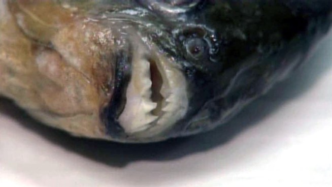 A flesh-eating piranha native to South America popped up in a Texas lake late last month.
