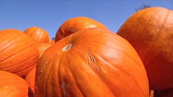North Texas pumpkin patches are ordering their supply from other states.