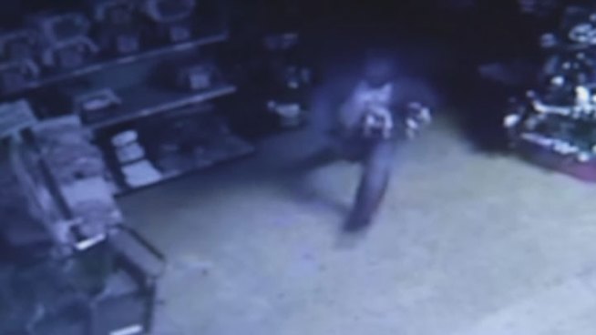 Petland Dallas was robbed shortly after 3AM this morning.  Two thieves came in and stole eight puppies.  The incident was recorded on video.