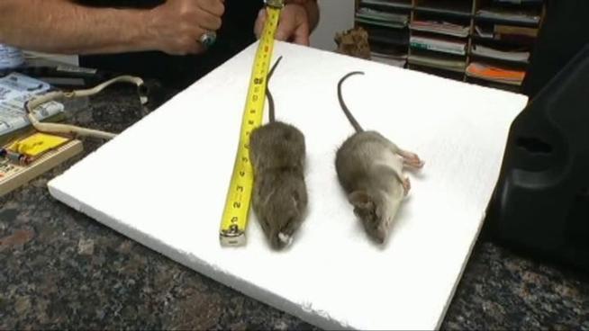 The cold weather has rats scurrying to find new (warmer) homes in attics.
