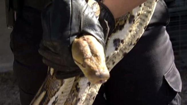 Police round up 11-foot snake after it escapes from <a title=