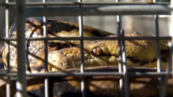 A reticulated python is found in breezeway of <a title=