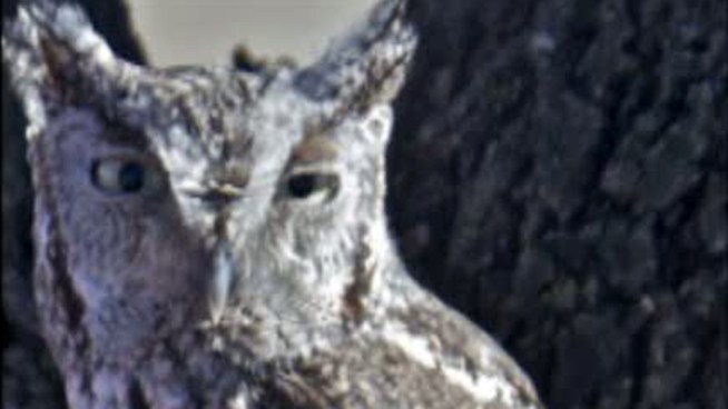 Collin County game warders issued citations to people who offered a baby screech owl for sale on Craigslist.