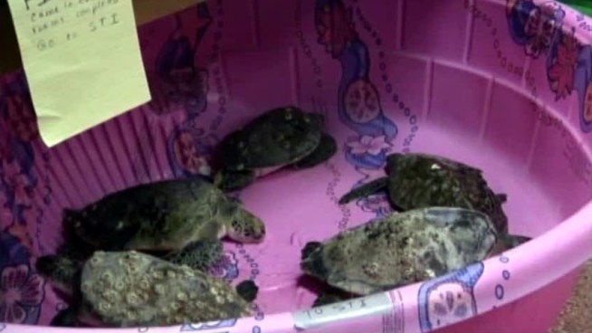 Hundreds of sea turtles were rescued after they were left stunned by cold weather.