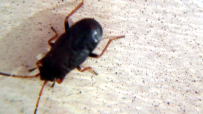 Residents of a Plano neighborhood say armies of seed bugs are invading their homes.