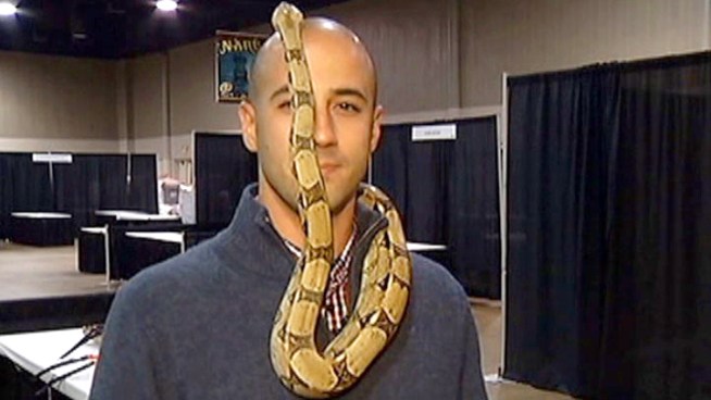 Reporter Mola Lenghi, of NBC 5 in Dallas, decided to use a snake as part of his report on a traveling reptile conference in the suburb of Arlington. When working with animals - there are always outtakes.