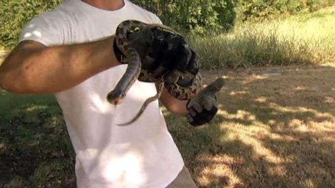 With this summer's extreme temperatures drying up area lakes, everything from small animals to poisonous spiders is making their way into neighborhoods.