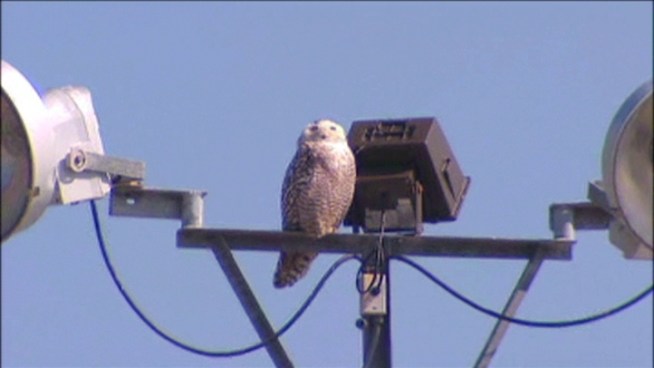 This may be the first visit to DFW for the Snowy Owl, and crowds are gathering in Rowlett to see a bird that usually lives in the arctic.