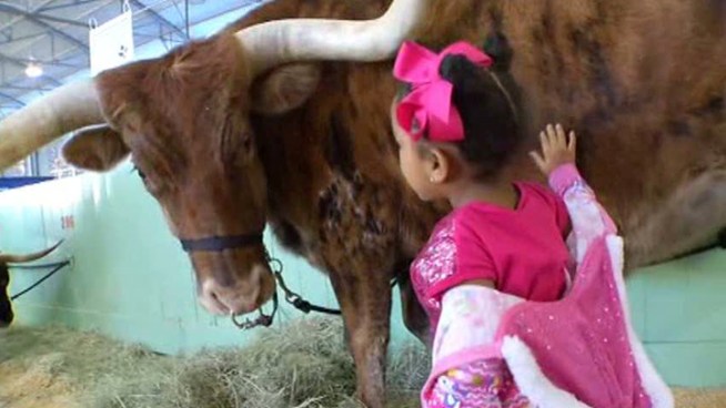 The annual Fort Worth Stock Show and Rodeo is officially under way.