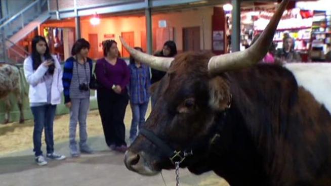 Texas longhorns are a popular attraction at the Fort Worth Stock Show and Rodeo.