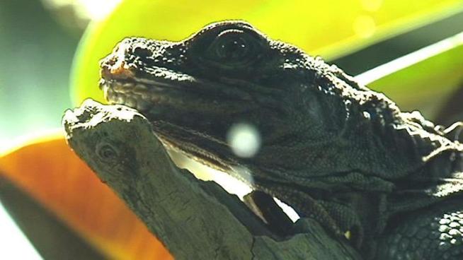 Unique animals are attracting lots of attention at the <a title=