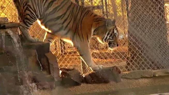 Most of the big cats at In-Sync Exotics were once owned by people in North Texas.