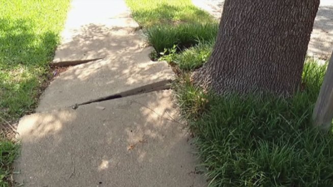 Residents of Dogwood Lane in North Fort Worth say their street and sidewalks are in need of repair, but will that mean tearing out neighborhood trees that are uprooting the infrastructure?