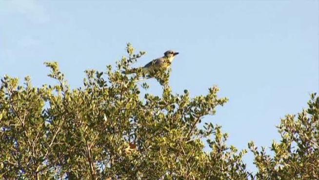 UNT is using air cannons to scare away birds nesting on campus.