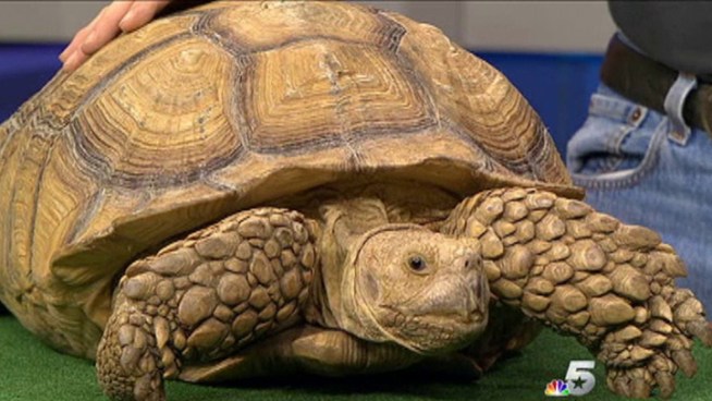 NBC 5's Chris Van Horne talked with Carl Franklin of DFW Herpetological Society about UTA Reptile & Amphibian Day on October 13.