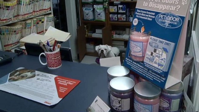 Burglars broke into four different animal clinics in Dallas. One veterinarian says he suspects the thieves were looking for cash.