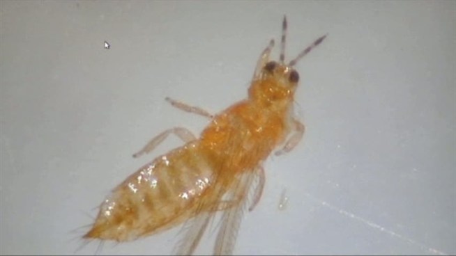 Bugs Get Under Skin http://www.nbcdfw.com/news/local/Pesky-Thrips-Bugs ...
