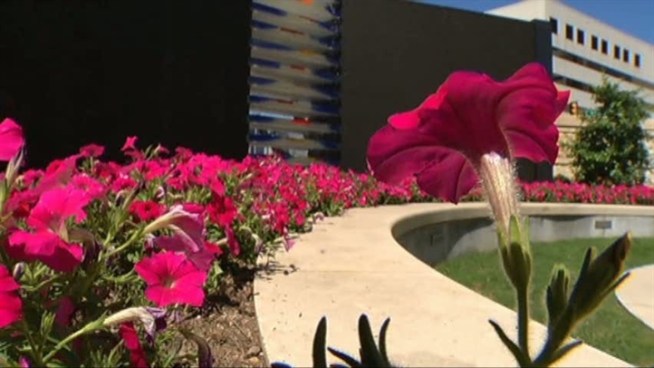 Baylor Cancer Society in Dallas has built a healing garden to help patients and family members dealing with illness.