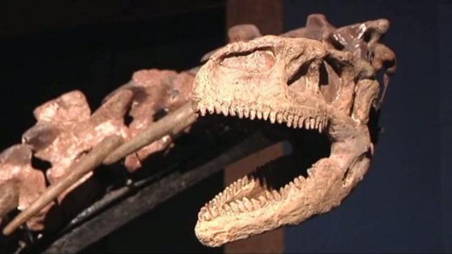 Prehistoric fossils and life-size skeletons from China are currently on display at the Dallas Museum of Art.
