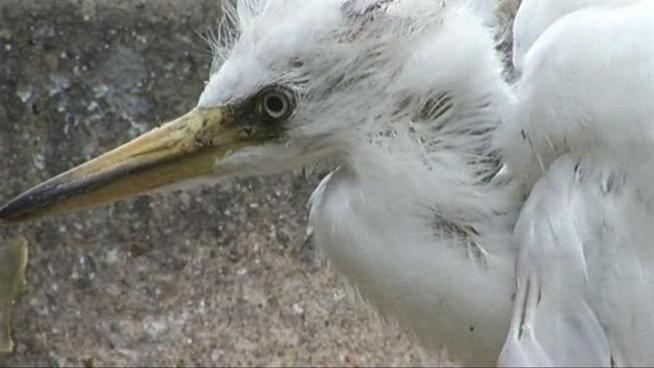 Federally protected egrets are nesting in the 1900 block of Chamberlin Street leaving feathers and feces everywhere.