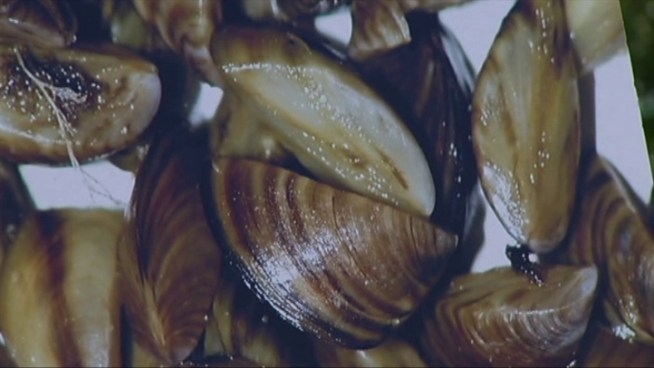 Texas Parks and Wildlife Department officials are urging Fourth of July holiday boaters to take precautions to prevent the spread of the invasive zebra mussel.