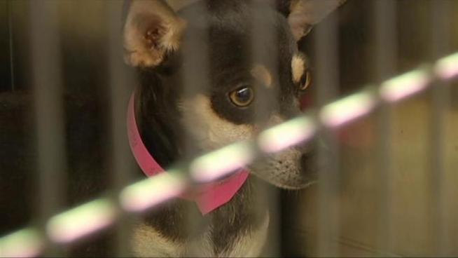 High summer temperatures can affect the health of pets.