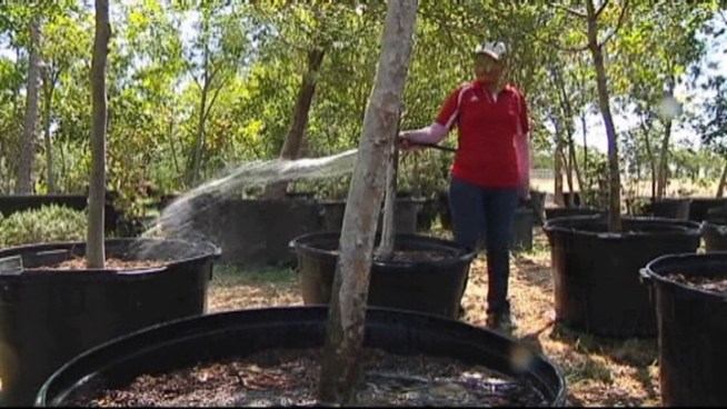 Trees need a lot of water during the triple digit heat of a brutal summer.