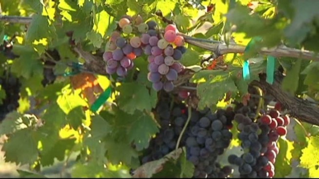 The extreme temperatures have scorched North Texas vineyards, forcing wine makers to harvest their grapes early