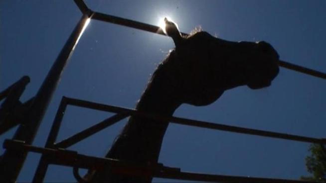 It's just as important for animals to hydrate during the heat wave as it is for people.