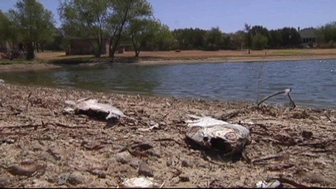 Th drought is drying up area ponds, affecting wildlife in the process.