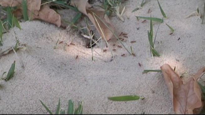 The extreme heat is pushing many insects indoors.