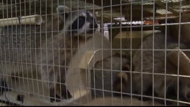 Wildlife rescuer Bonnie Bradshaw, who was accused of stealing a trapped raccoon was found not guilty Wednesday.
