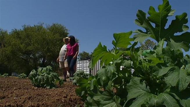 Gnismer Farm owner, Lynn Remsing, plans to close down the Dalworthington Gardens hallmark after the final crop of pumpkins is harvested.